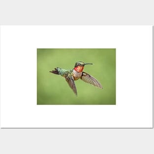 Hummingbird Male Ruby Throat Posters and Art